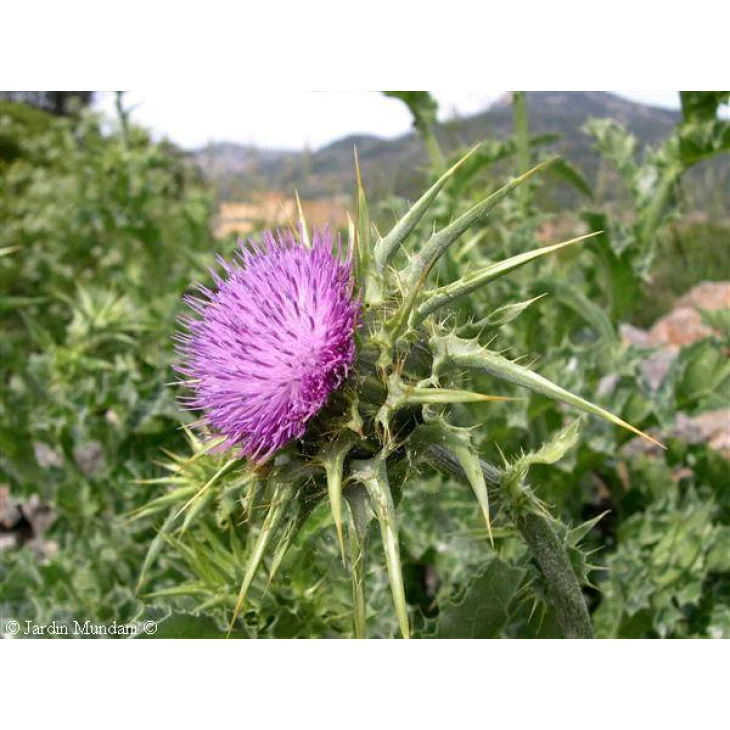 Adama E.I.E. Cardo Mariano Estratto Idroenzimatico Integratore Alimentare per Funzionalit&agrave; Digestiva e Depurante