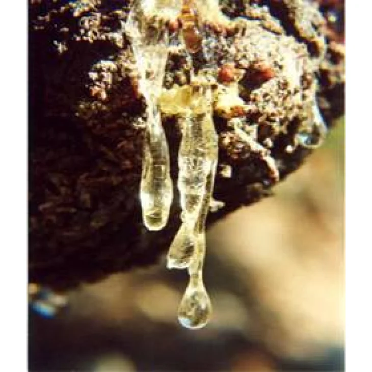 Adama E.I.E. Mastice di Chios Integratore Alimentare per la Digestione Adama E.I.E. Mastice di Chios Integratore Alimentare per la Digestione