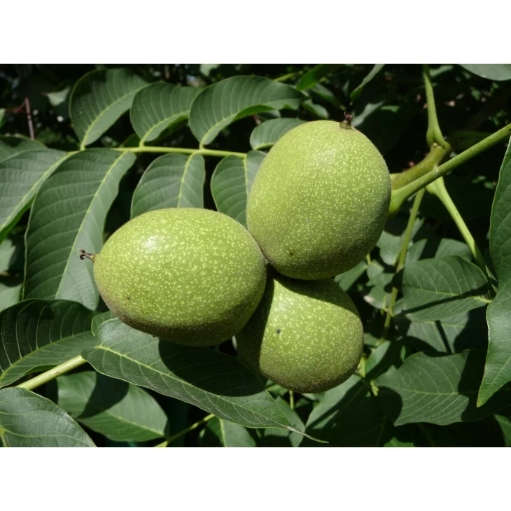 Adama E.I.E. Noce Estratto Idroenzimatico Integratore Alimentare Depurativo per la Digestione Adama E.I.E. Noce Estratto Idroenzimatico Integratore Alimentare Depurativo per la Digestione