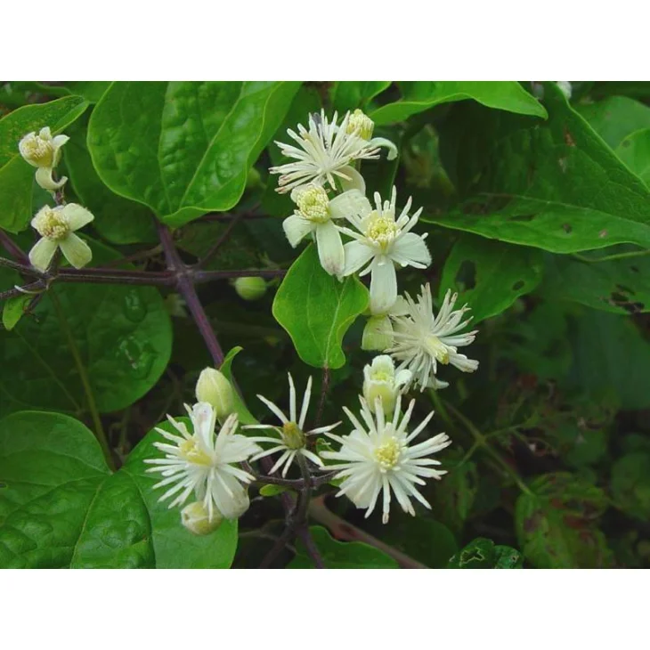 Schwabe Pharma Clematis Fiore di Bach "Rapporto realistico con la Creativit&agrave;" 20 ml