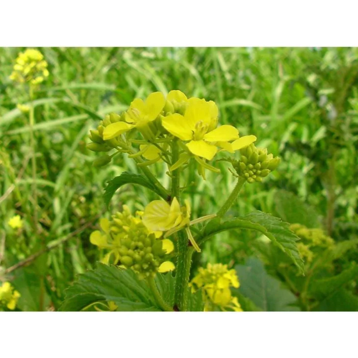 Schwabe Pharma Mustard Fiore di Bach "Felicit&agrave; e Serenit&agrave;" 20 ml