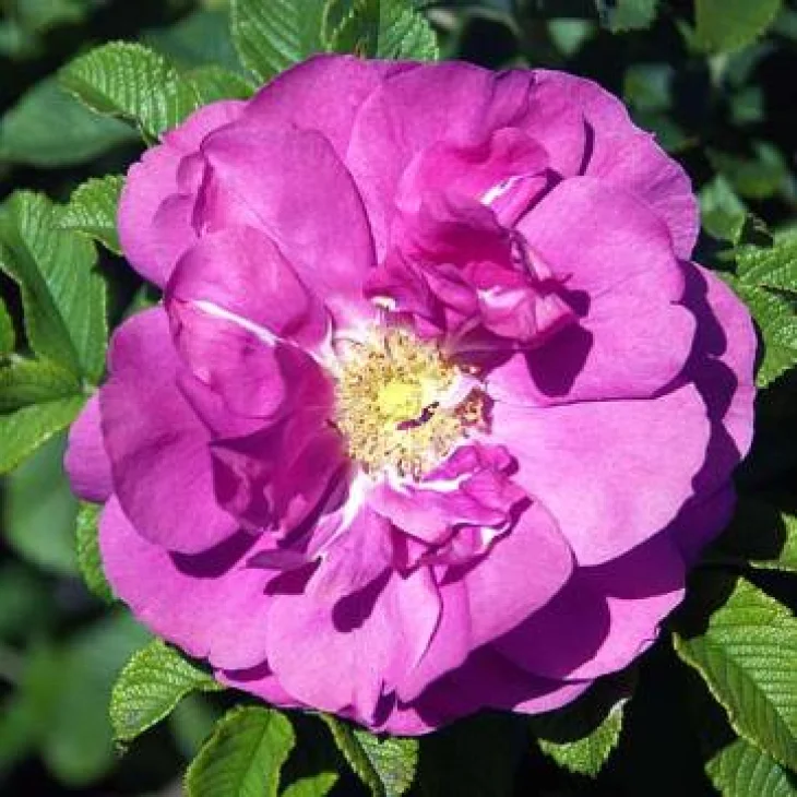 Schwabe Pharma Wild Rose Fiore di Bach "Gioia per la Vita" 20 ml