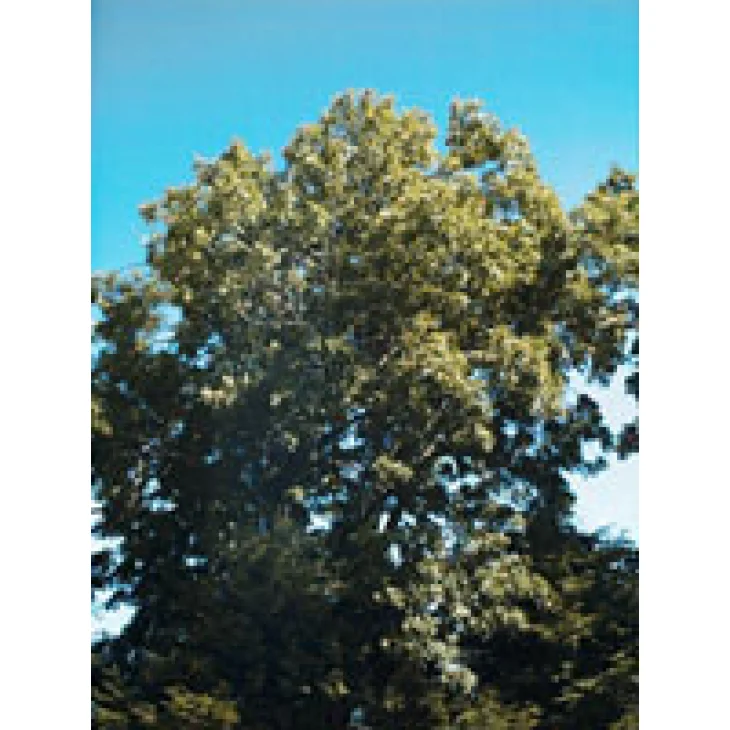 MSA FRAXINUS EXCELSIOR 50 ML MSA FRAXINUS EXCELSIOR 50 ML