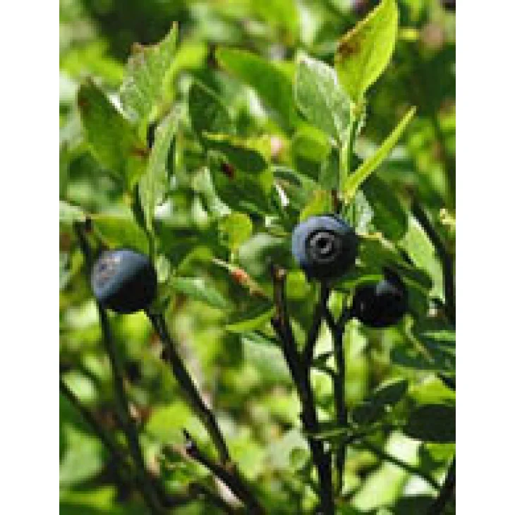 MSA VACCINIUM MYRTIL 50 ML MSA VACCINIUM MYRTIL 50 ML
