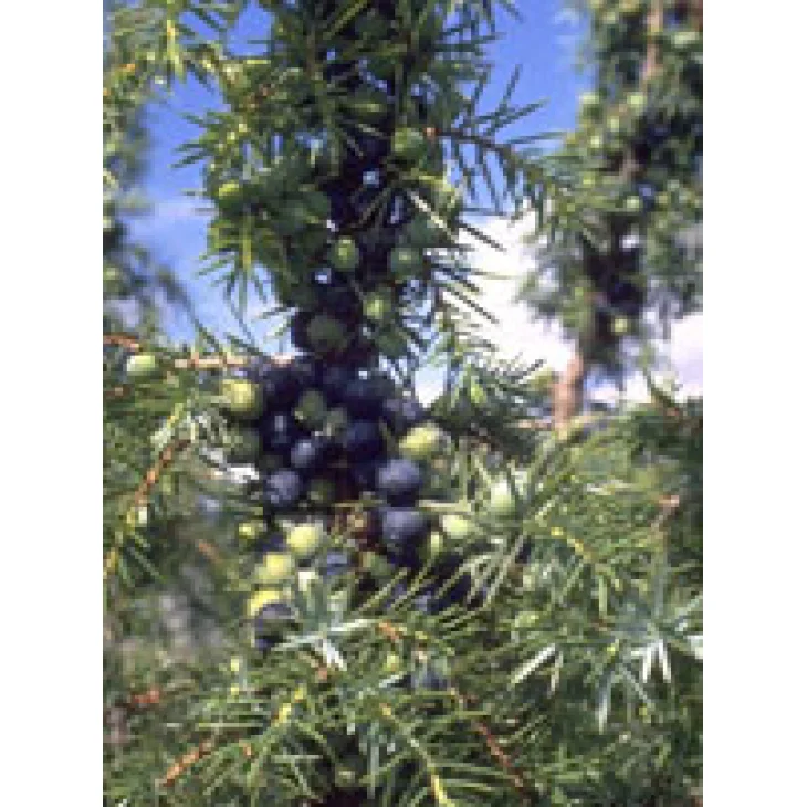 MSA JUNIPERUS COMMUN 50ML MSA JUNIPERUS COMMUN 50ML