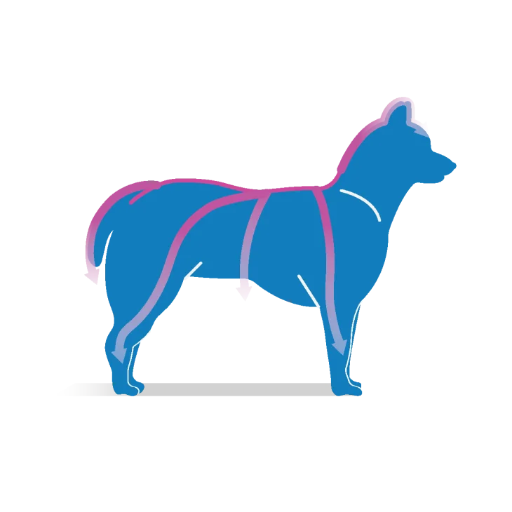 Frontline Tri-Act Antiparassitario per cani 3 pipette - Formato: 6 ml (peso da 40 a 60 kg)
