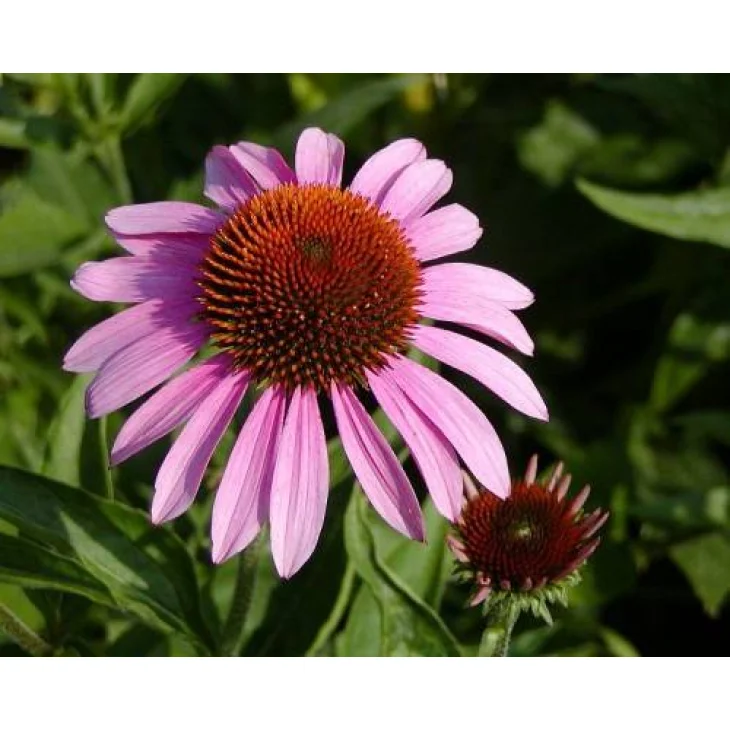 Adamah E.I.E. Echinacea Estratto Idroenzimatico Integratore Alimentare per le Vie Respiratorie 60 ml