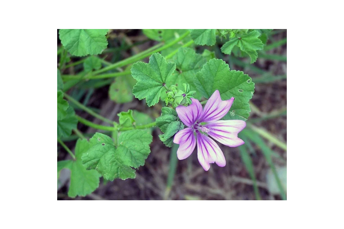 Propriet&agrave; e benefici della mucillagine di malva