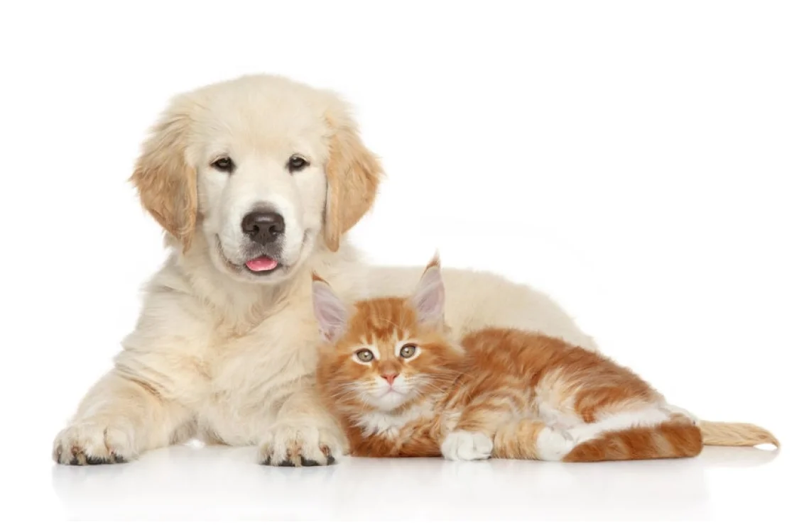Antiparassitari per cani e gatti: tutti i consigli Antiparassitari per cani e gatti: tutti i consigli