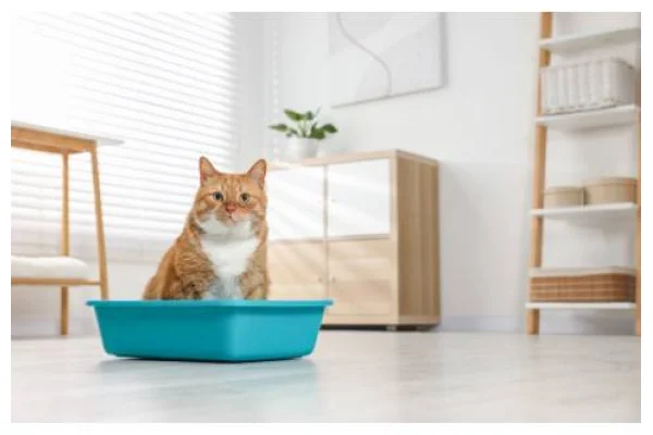 Guida alla scelta della lettiera per il gatto
