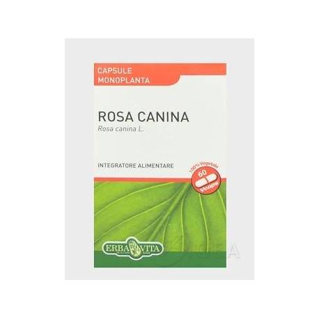 rosa canina