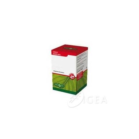 uncaria